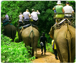Elephant Trekking in Pattaya